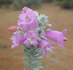 Eremophila punicea