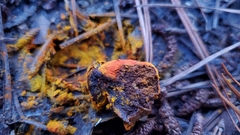 Zelleromyces cinnabarinus