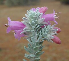 Eremophila punicea