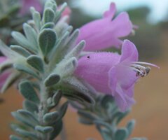Eremophila punicea