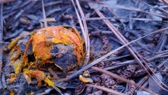 Zelleromyces cinnabarinus