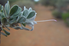 Eremophila punicea