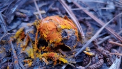 Zelleromyces cinnabarinus