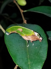 Pycnopalpa bicordata