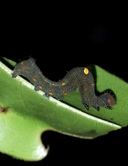 Gonodonta
