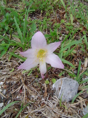 Zephyranthes robusta