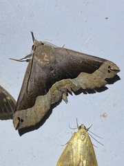 Ampelasia azelinoides