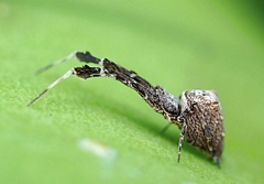Uloborus plumipes