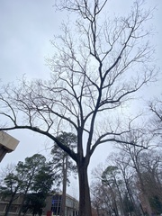 Liquidambar styraciflua