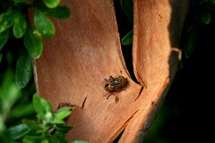 Eristalinus punctulatus