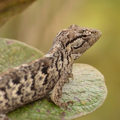 Polychrus acutirostris