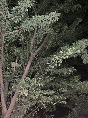 Condalia hookeri