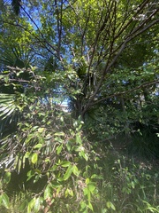 Ficus coronata