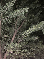 Condalia hookeri