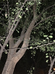 Condalia hookeri
