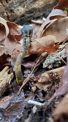 Tolypocladium capitatum