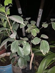 Ficus benjamina
