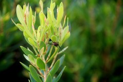 Eucharitinae