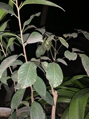 Ficus benjamina