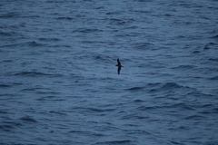 Procellariidae