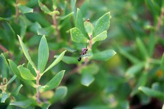 Eucharitinae