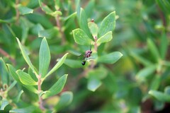 Eucharitinae