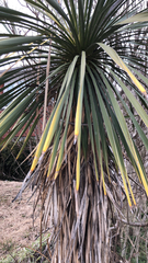 Yucca filifera