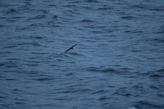 Procellariidae