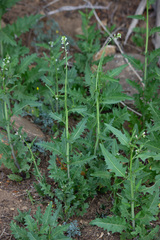 Caulanthus lasiophyllus