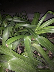 Hymenocallis littoralis