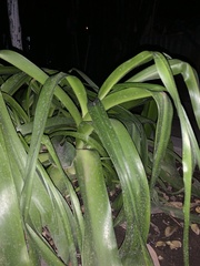 Hymenocallis littoralis