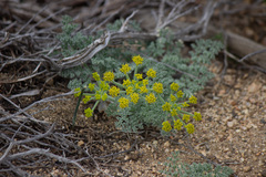 Lomatium mohavense
