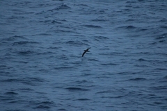 Procellariidae