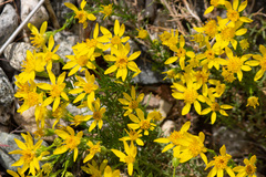 Ericameria linearifolia