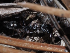 Odontomachus haematodus