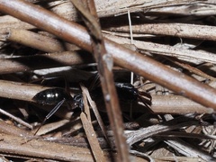 Odontomachus haematodus