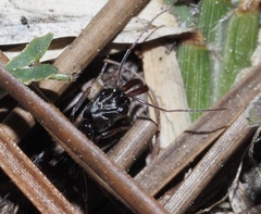 Odontomachus haematodus