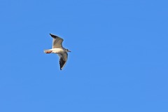 Chroicocephalus ridibundus