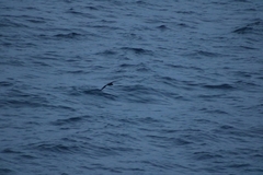 Procellariidae