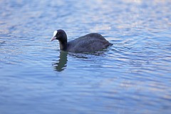Fulica atra
