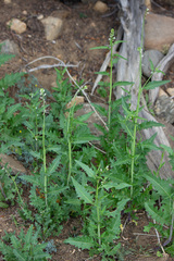 Caulanthus lasiophyllus