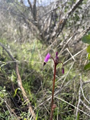 Primula hendersonii