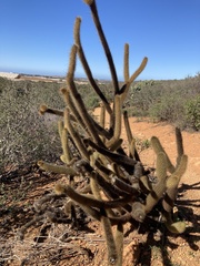 Bergerocactus emoryi