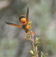 Anterhynchium nigrocinctum