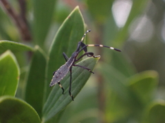 Gelonus tasmanicus