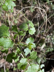 Ribes californicum