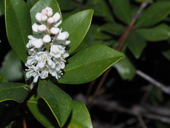 Cliftonia monophylla