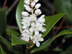 Cliftonia monophylla