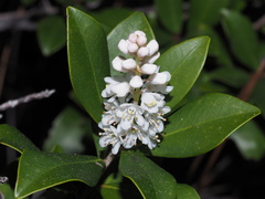 Cliftonia monophylla