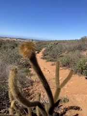 Bergerocactus emoryi